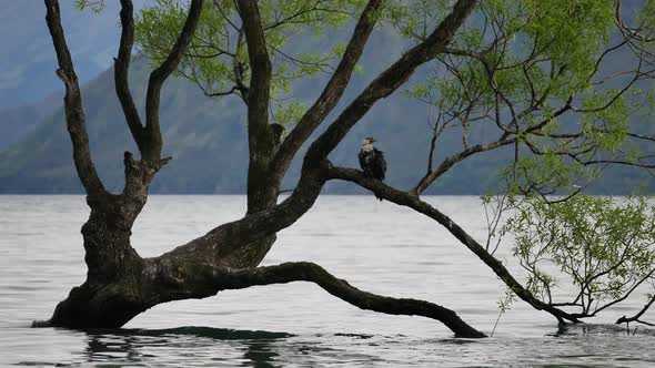 A bird rest at Wanaka tree.