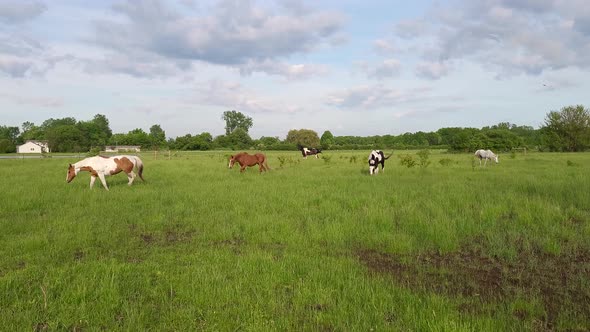 Colorful horses grazing in green vibrant meadow farmland, handheld view