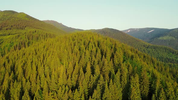 Landscape From a Bird's Eye View Over Mountain Trees