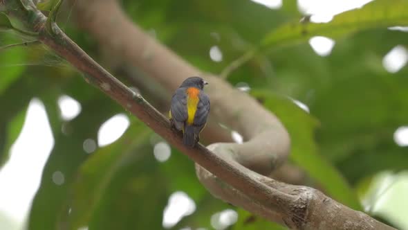 orange bellied flowerpecker perched on a branch