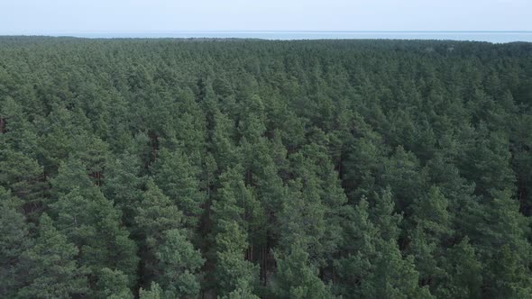 Pine Forest in the Afternoon Aerial View Slow Motion