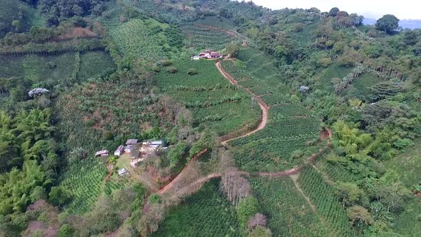 Coffee Farm Mountain