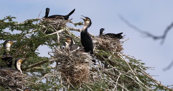 Reed Cormorant or Long-Tailed Cormorant, phalacrocorax africanus, Nesting on the Top of a Tree