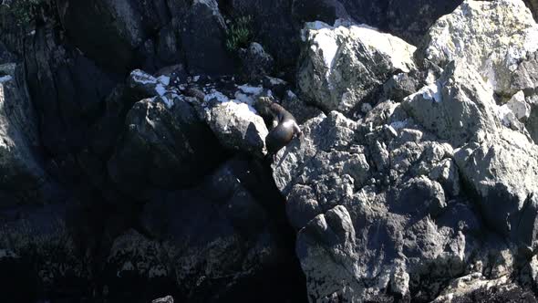 Wild fur seal on the cliff in Milford Sound, New Zealand