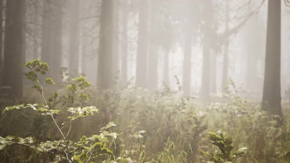 Sunbeams in Natural Spruce Forest