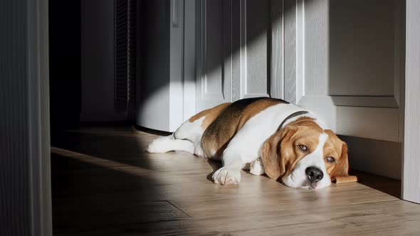 Dog Beagle Lies at Home on the Floor and Preparing to Sleep