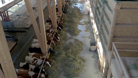 Drone view of cows in a farm eating hay