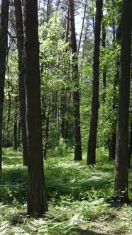 Vertical Video of a Forest with Trees