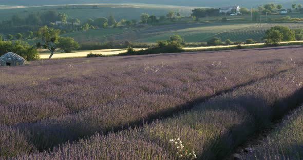 Field of lavenders,Ferrassieres, Provence, France