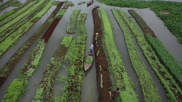 Aerial view of farmers doing the harvest in Banaripara, Barisal, Bangladesh.