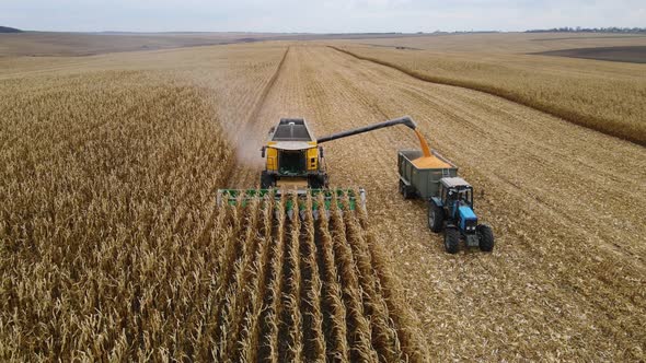 Harvesting Corn in the Autumn Field