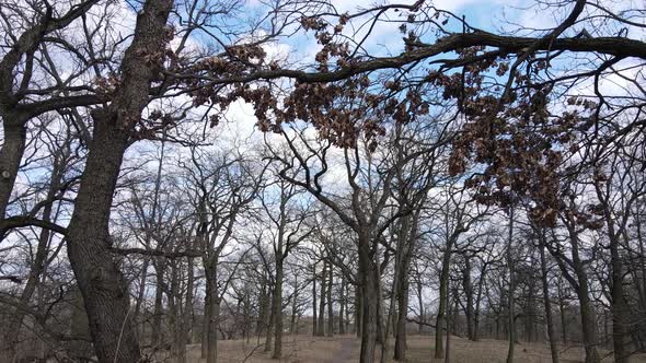 Aerial View of a Forest Without Leaves Slow Motion