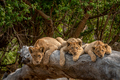 Lion cubs laying on a fallen tree. - PhotoDune Item for Sale
