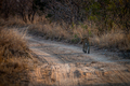 Leopard walking in the road in Kruger. - PhotoDune Item for Sale