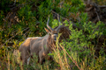 Bushbuck standing and starring at the camera. - PhotoDune Item for Sale