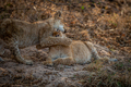 Two Lion cubs playing in the sand. - PhotoDune Item for Sale