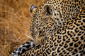 Close up of a female Leopard in the Kruger. - PhotoDune Item for Sale