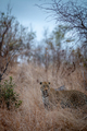 Male Leopard standing in the tall grass. - PhotoDune Item for Sale
