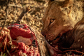 Close up of Lions feeding on a carcass. - PhotoDune Item for Sale