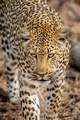 Close up of a Leopard's head in Kruger. - PhotoDune Item for Sale