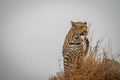 Female Leopard standing on top of a little hump. - PhotoDune Item for Sale