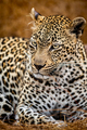 Close up of a female Leopard in the Kruger. - PhotoDune Item for Sale