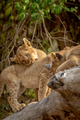 Lion cubs sitting on a fallen tree. - PhotoDune Item for Sale