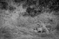 Female Leopard laying in the grass. - PhotoDune Item for Sale