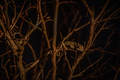 Flap-necked chameleon in a tree at night. - PhotoDune Item for Sale