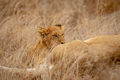 Lion cub suckling from his mother. - PhotoDune Item for Sale