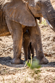 Baby African Elephant standing with his mother. - PhotoDune Item for Sale