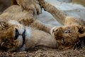 Close up of a Lion cub's face cuddling. - PhotoDune Item for Sale