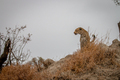 Female Leopard standing on top of a little hump. - PhotoDune Item for Sale