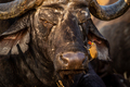 Close up of an old African buffalo with an Oxpecker. - PhotoDune Item for Sale