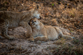 Two Lion cubs playing in the sand. - PhotoDune Item for Sale