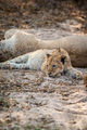 Laying cub laying in the sand in the Kruger. - PhotoDune Item for Sale