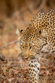 Close up of a Leopard's head in Kruger. - PhotoDune Item for Sale