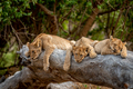 Lion cubs laying on a fallen tree. - PhotoDune Item for Sale