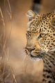 Close up of a Leopard's head in Kruger. - PhotoDune Item for Sale