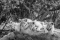 Lion cubs sitting on a fallen tree. - PhotoDune Item for Sale