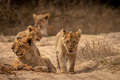 Young Lion cub walking towards the camera. - PhotoDune Item for Sale