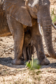 Baby African Elephant standing with his mother. - PhotoDune Item for Sale