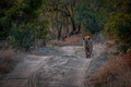 Spotted hyena walking towards the camera. - PhotoDune Item for Sale