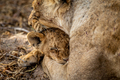 Lion cub cuddling with his mother. - PhotoDune Item for Sale