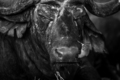 Close up of an old African buffalo with an Oxpecker. - PhotoDune Item for Sale