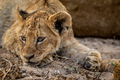 Close up of a Lion cub's face. - PhotoDune Item for Sale