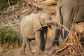 Baby Elephant calf playing with a branch. - PhotoDune Item for Sale