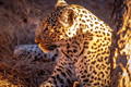 Close up of Leopard laying in the grass. - PhotoDune Item for Sale