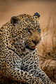 Close up of a big male Leopard. - PhotoDune Item for Sale