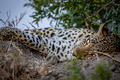 Close up of a Female Leopard sleeping. - PhotoDune Item for Sale